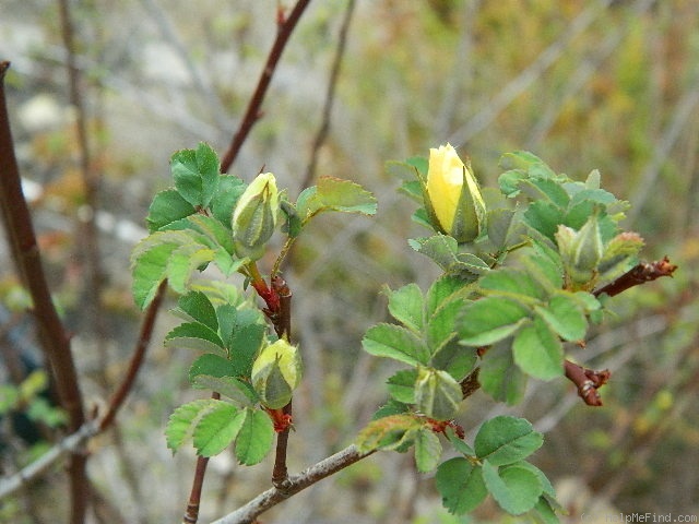 '1-72-1Hugonis' rose photo