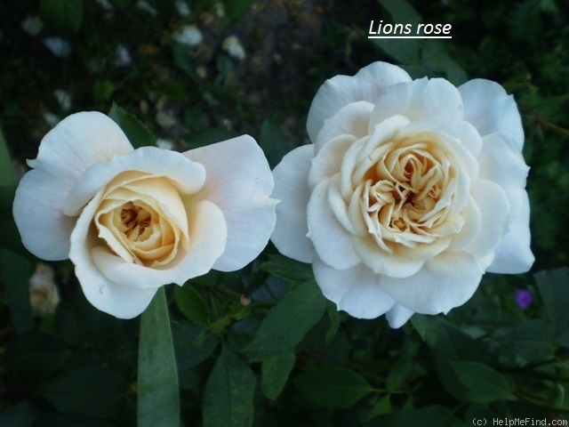 'Lions-Rose ®' rose photo