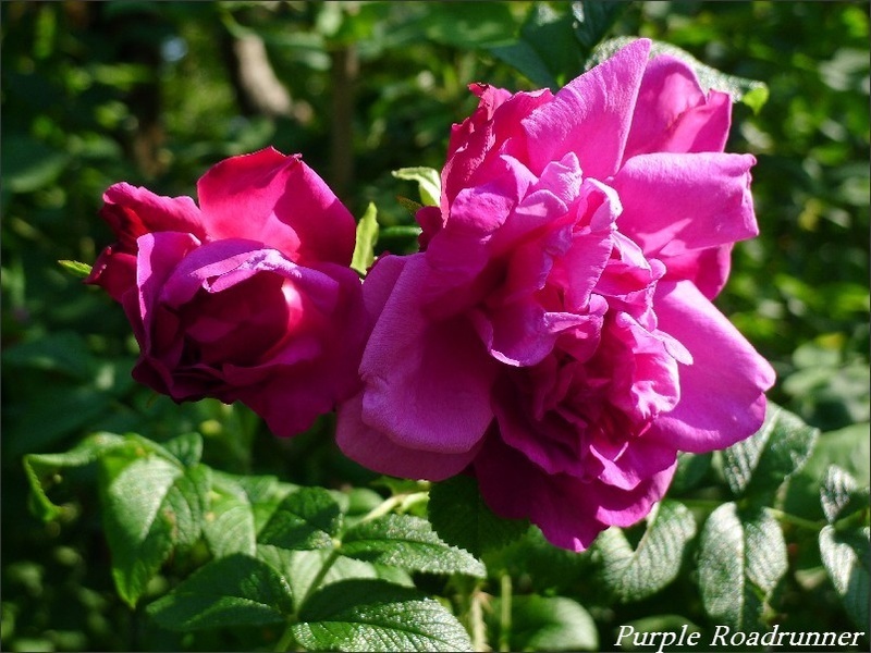 'Purple Roadrunner ®' rose photo