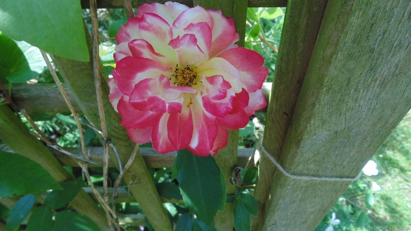 'Polka-Babotska' rose photo