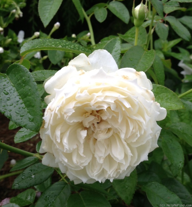 'Bolero ™ (floribunda, Mouchotte/Meilland, 2004)' rose photo