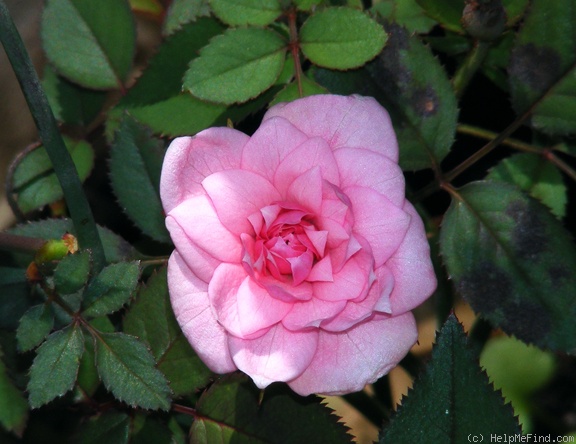 'Little Sir Echo' rose photo