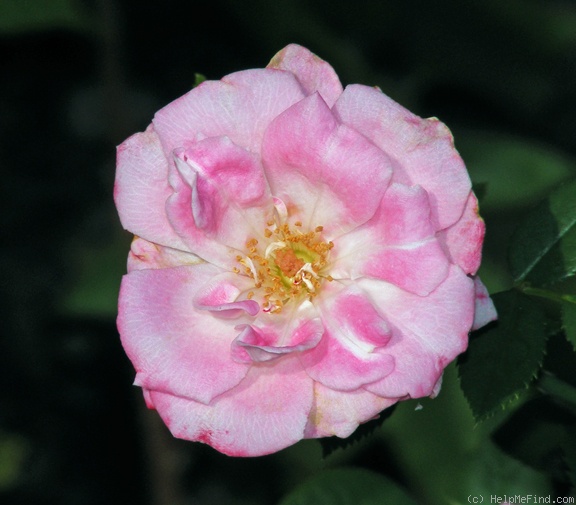 'Jilly Jewel' rose photo