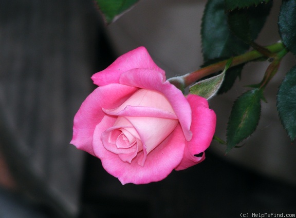 'Jilly Jewel' rose photo