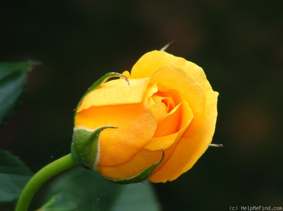 'Julia Child ™ (Floribunda, Carruth 2004)' rose photo