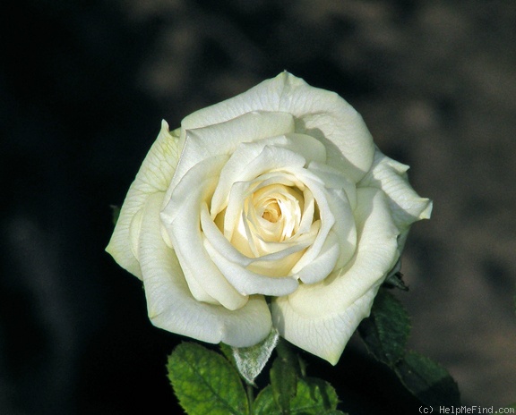 'Irresistible (Miniature, Bennett, 1989)' rose photo