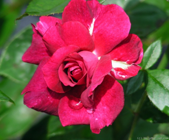 'Intrigue (floribunda, Warriner 1982)' rose photo