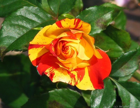 'Isolde Hit ® (Miniature, Oleson, 2004)' rose photo