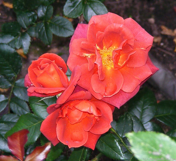 'Hot Cocoa ™ (Floribunda, Carruth 2001)' rose photo