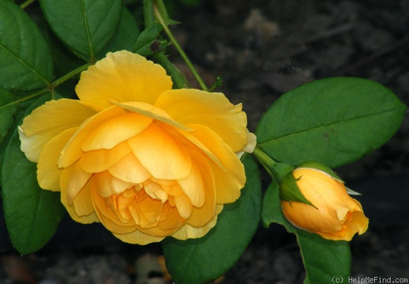 'Graham Thomas' rose, click to enlarge 'Graham Thomas' rose photo