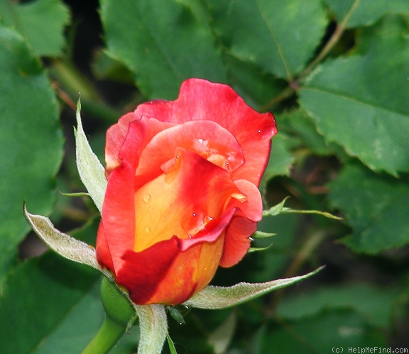 'Dream Come True ™ (grandiflora, Pottschmidt, 2006)' rose photo