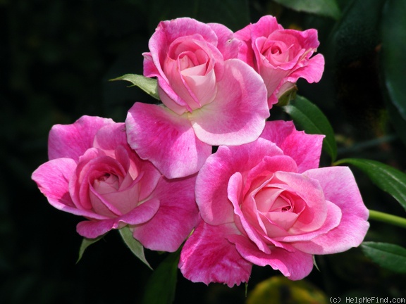 'Brilliant Pink Iceberg' rose photo