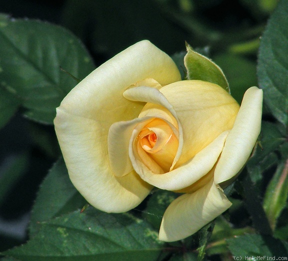 'Butter Cream ™' rose photo