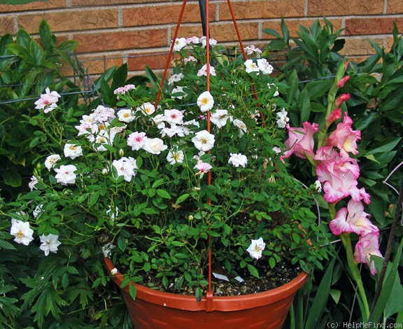 'Baby Betsy McCall' rose photo