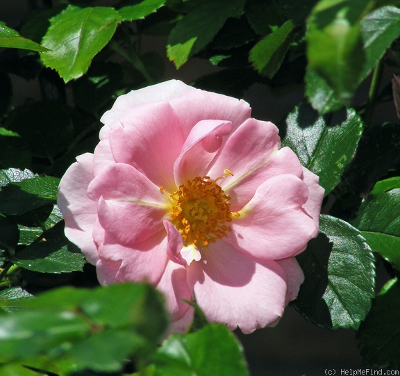 'Baby Blanket ®' rose photo