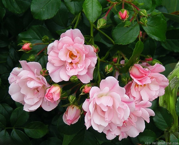 'Appleblossom Flower Carpet' rose photo