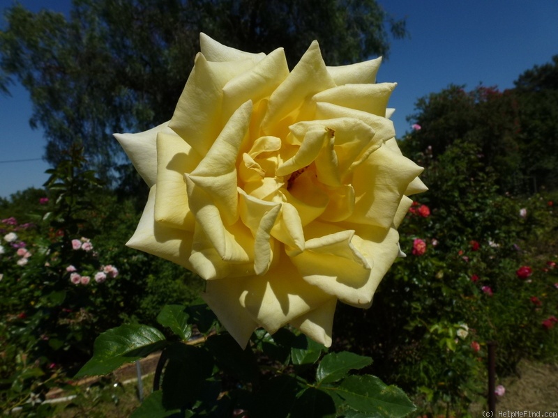 'Berolina (hybrid tea, Kordes before 1982)' rose photo