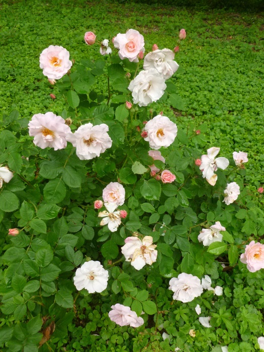 'Fritz Nobis' rose photo