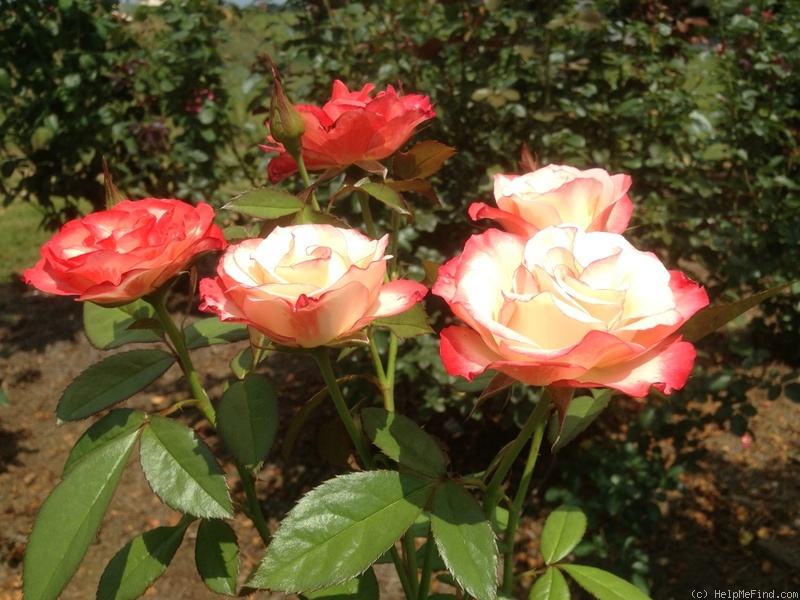 'Coretta Scott King' rose photo