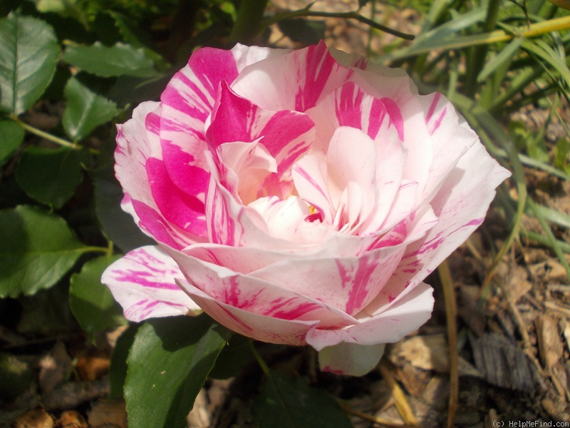 'Berlingot ®' rose photo