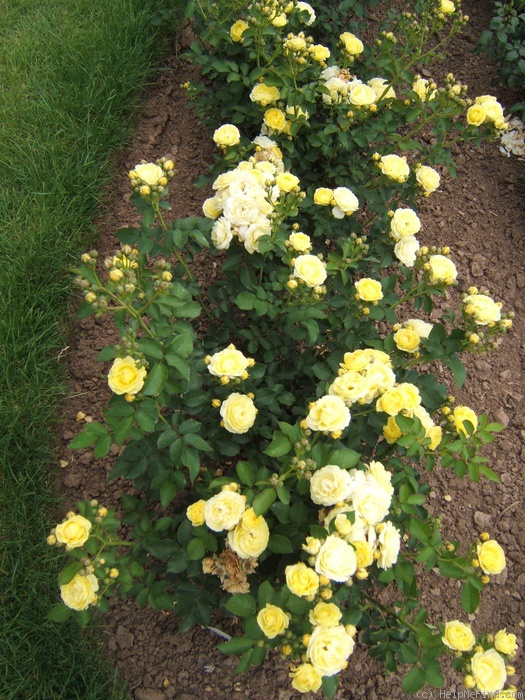 'Golden Border' rose photo