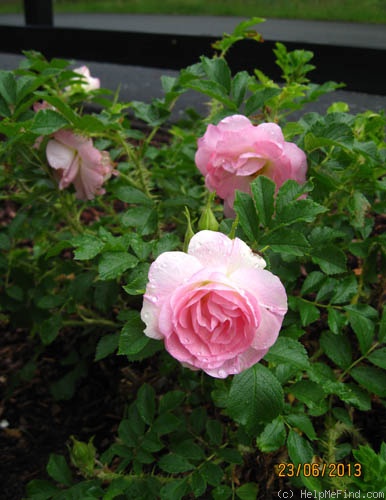 'Ritausma' rose photo