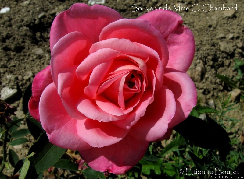 'Souvenir de Madame C. Chambard' rose photo