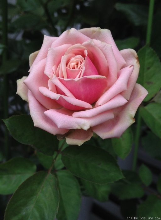 'Eden Romantica ®' rose photo