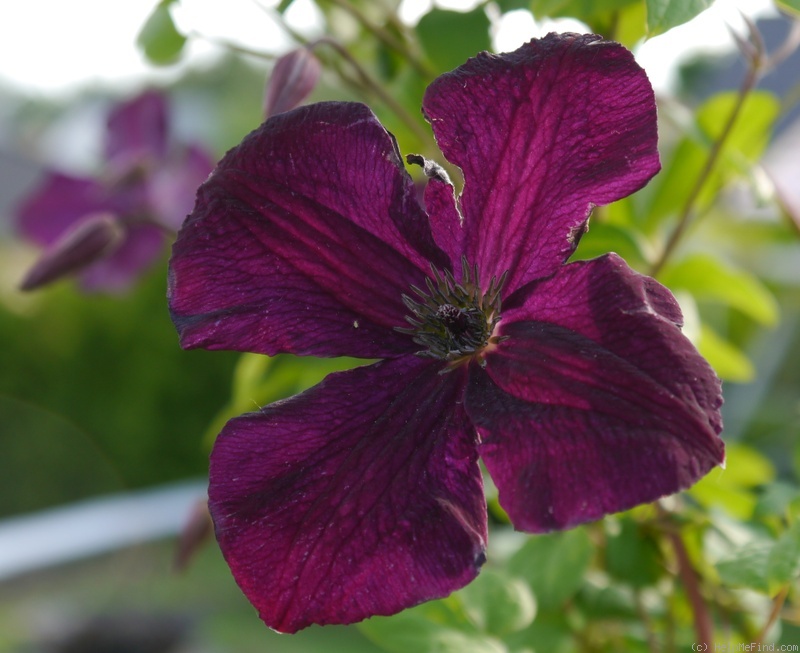'Royal Velours' clematis photo
