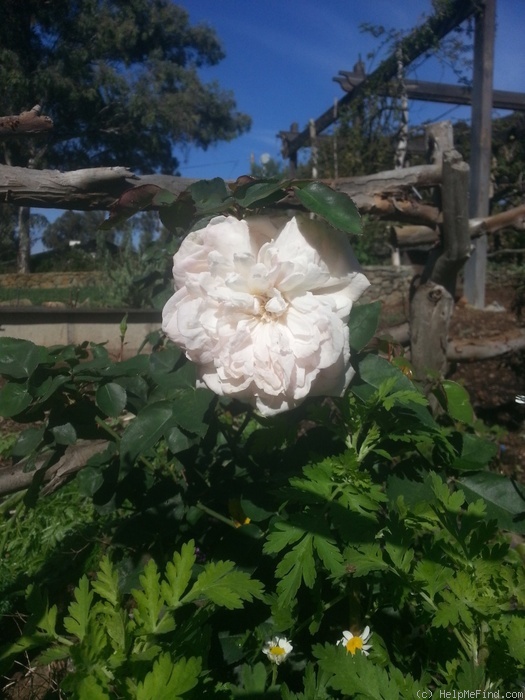 'Madame Cornélissen' rose photo