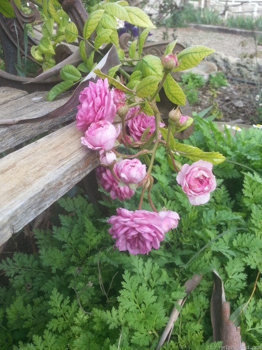 'Excellenz von Schubert (polyantha, Lambert 1909)' rose photo