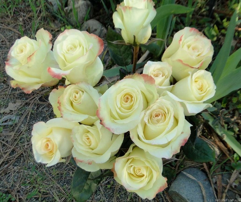 'Aubade® (hybrid tea, Kriloff 2005)' rose photo