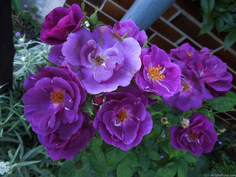 'Rhapsody in Blue ™' rose photo