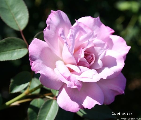 'Cool as Ice' rose photo