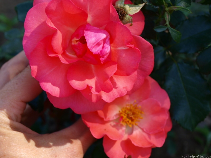 'Clarion Call' rose photo