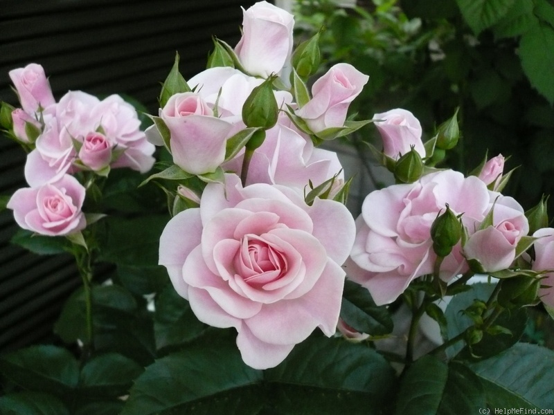 'Seresso' rose photo