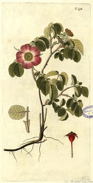 'Dwarf Austrian Rose' rose photo