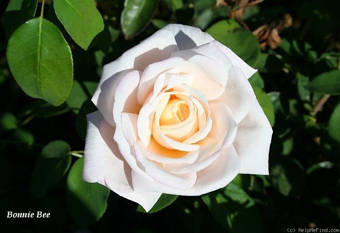 'Bonnie Bee' rose photo