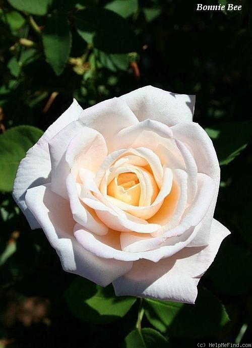'Bonnie Bee' rose photo