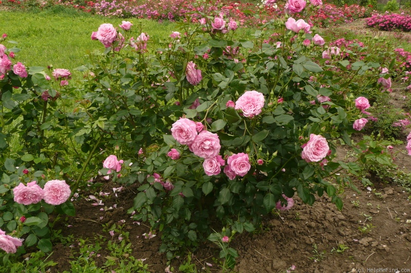 'Árpád-házi Szent Erzsébet emléke' rose photo