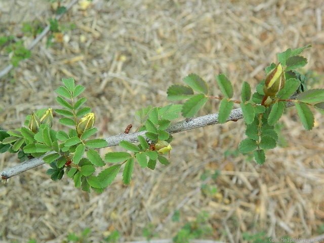 '1-72-1Hugonis' rose photo