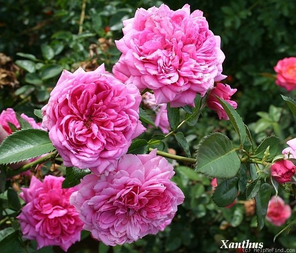 'Xanthus' rose photo