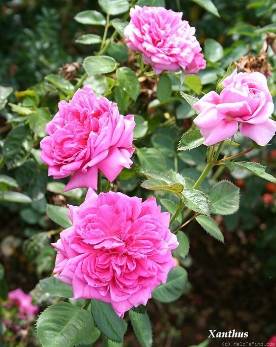 'Xanthus' rose photo