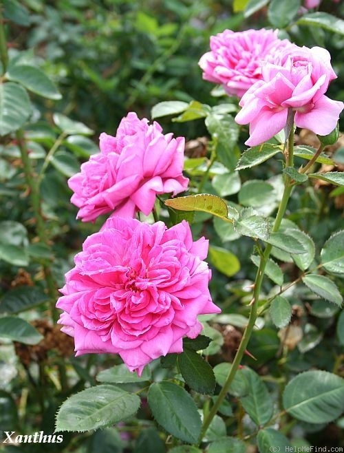 'Xanthus' rose photo
