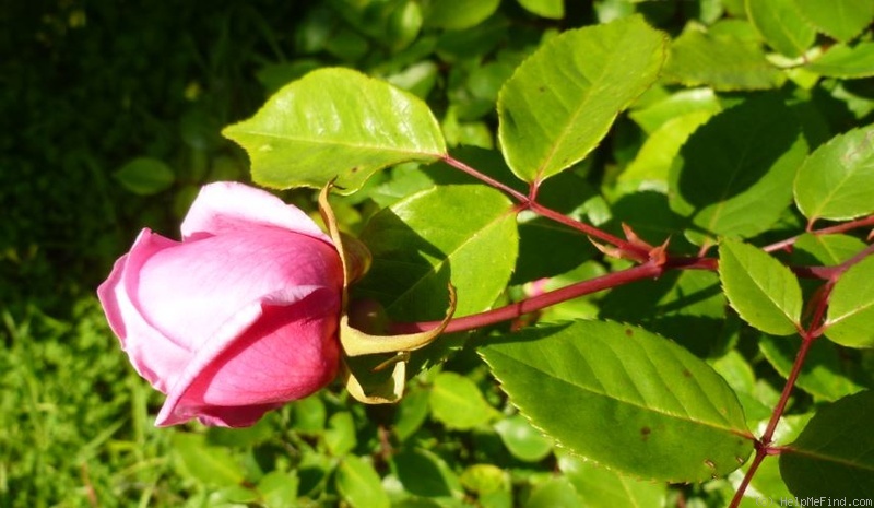 'Edith Perry' rose photo