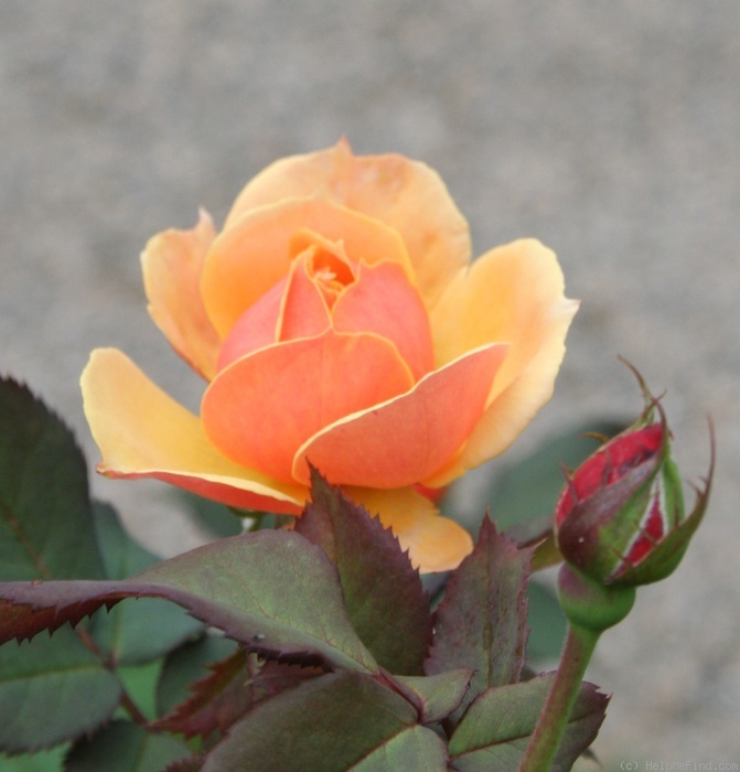 'About Face ™' rose photo