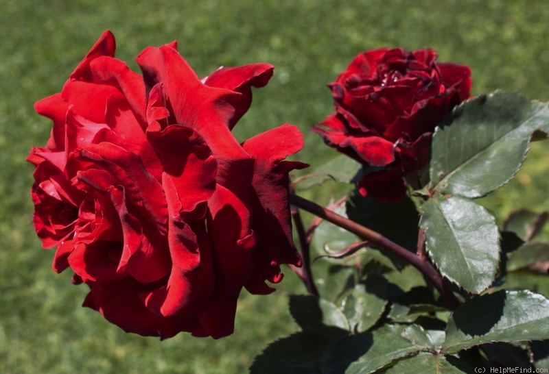 'Betty (hybrid tea, Priestly, 2000)' rose photo