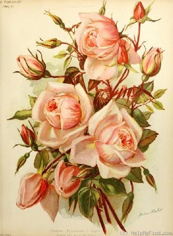 'Principessa di Napoli (tea, Bräuer, 1897)' rose photo