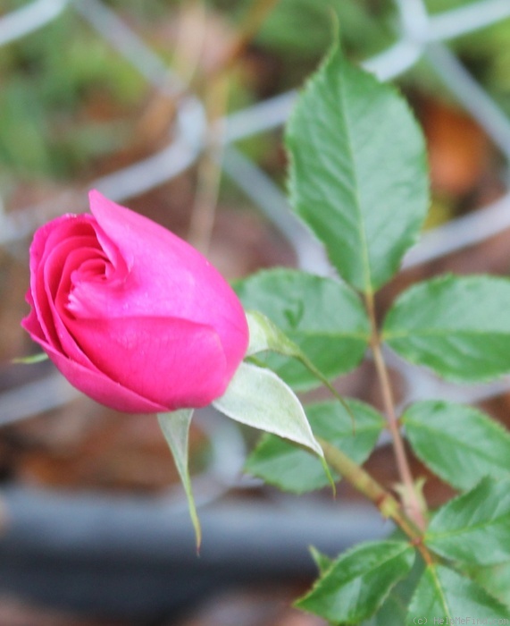 'Mercedes Gallart' rose photo