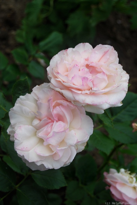 'Eden Rose 85' rose photo